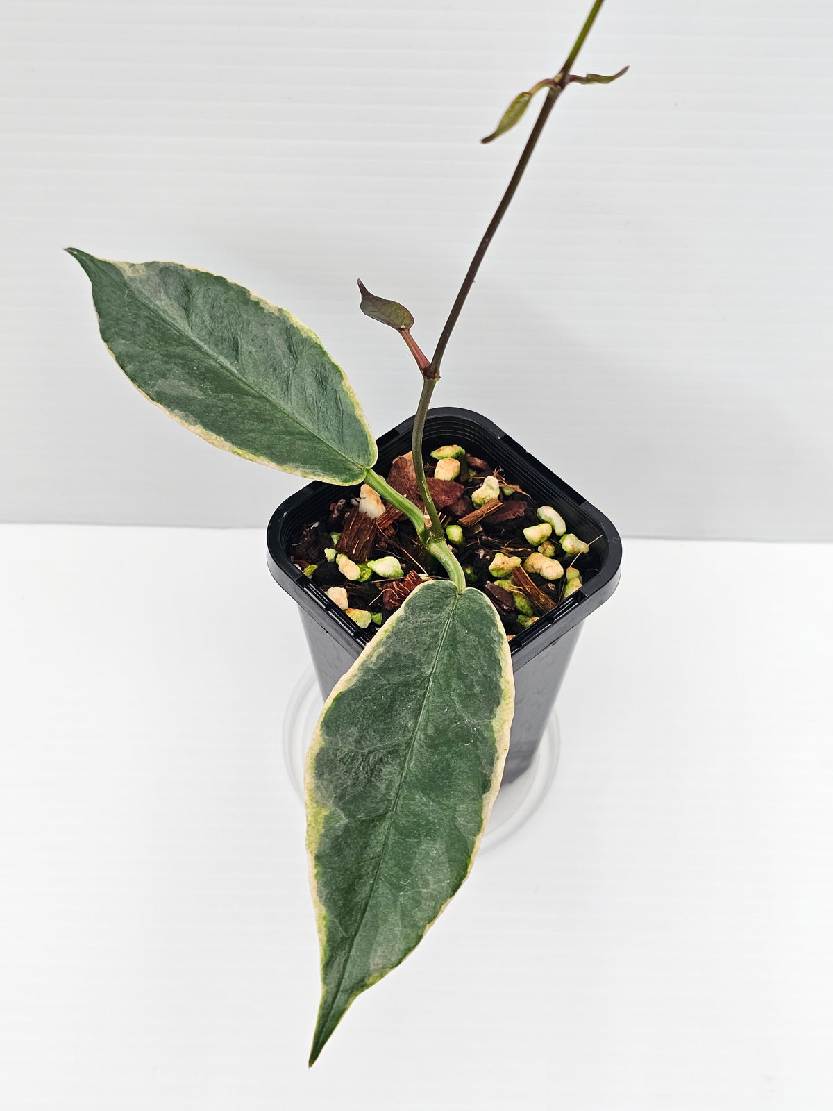 Hoya archboldiana Variegated