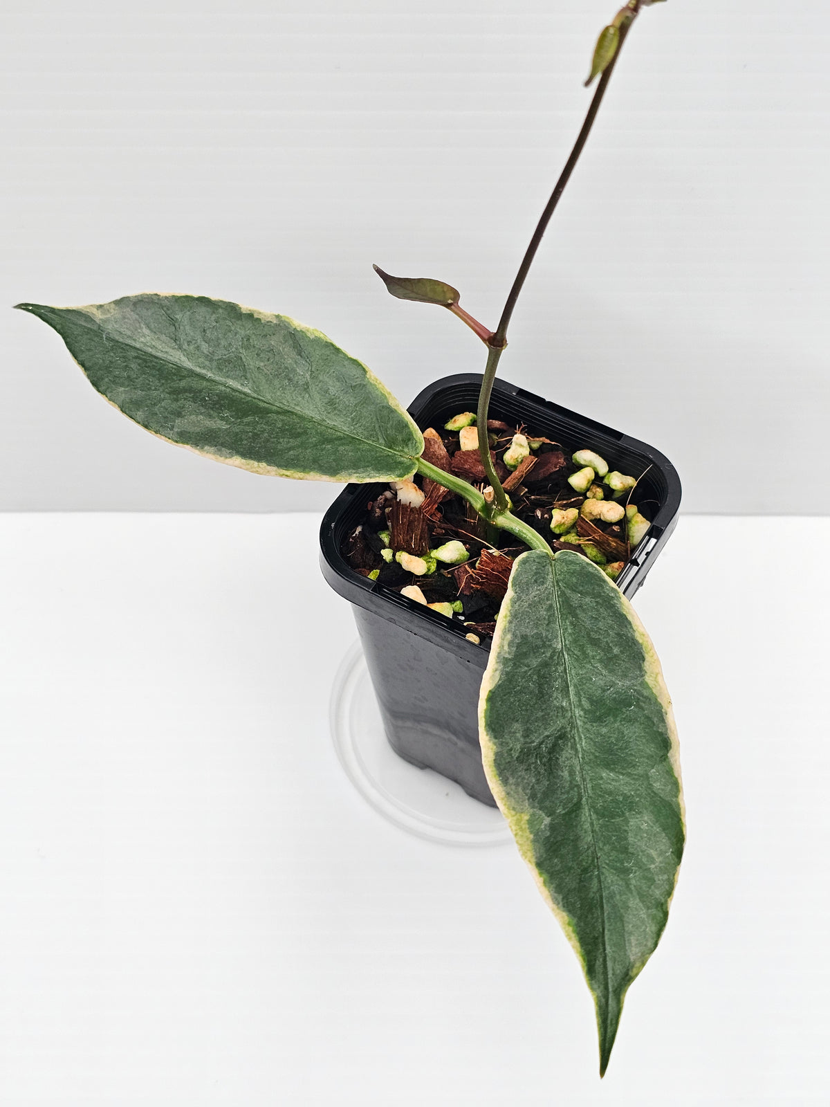 Hoya archboldiana Variegated