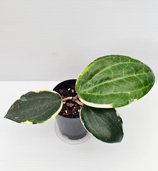 Hoya latifolia Albo (Round Leaf Form) #2