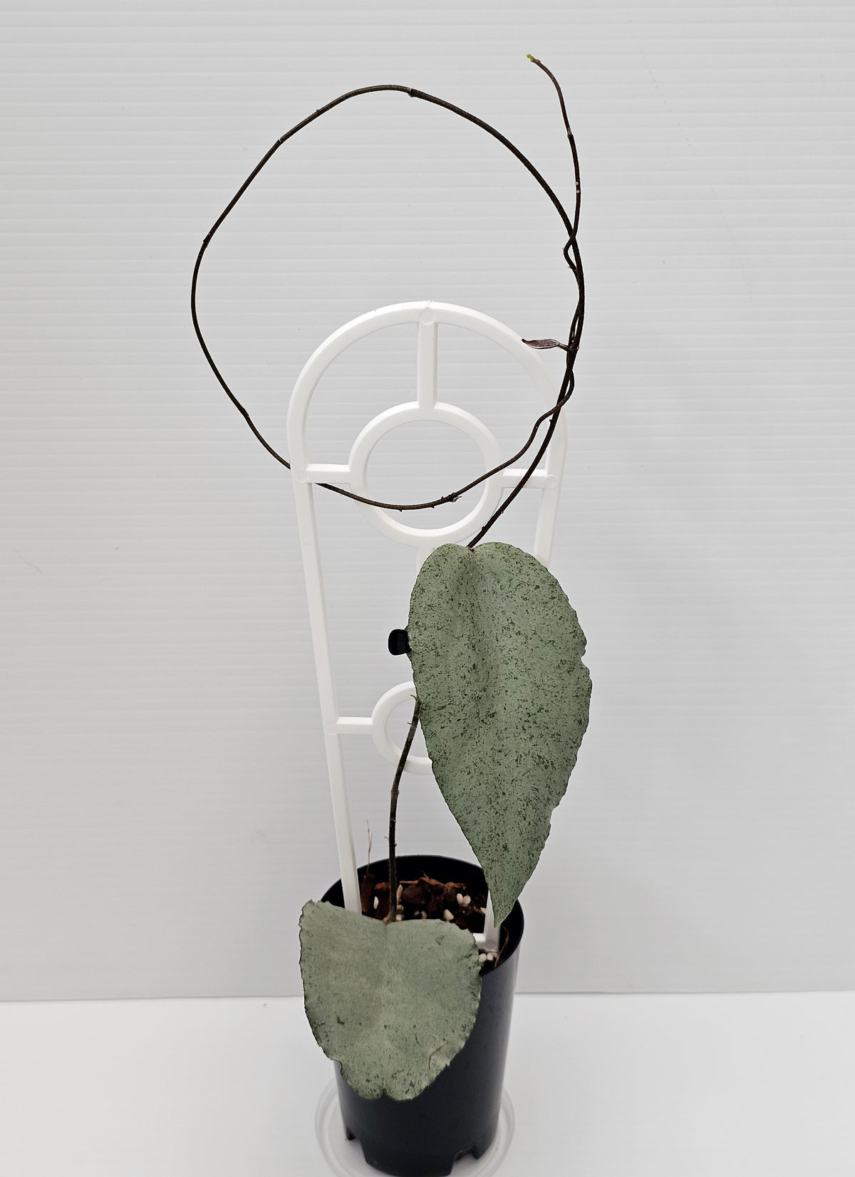 Hoya caudata  'Argene' (Full Silver)