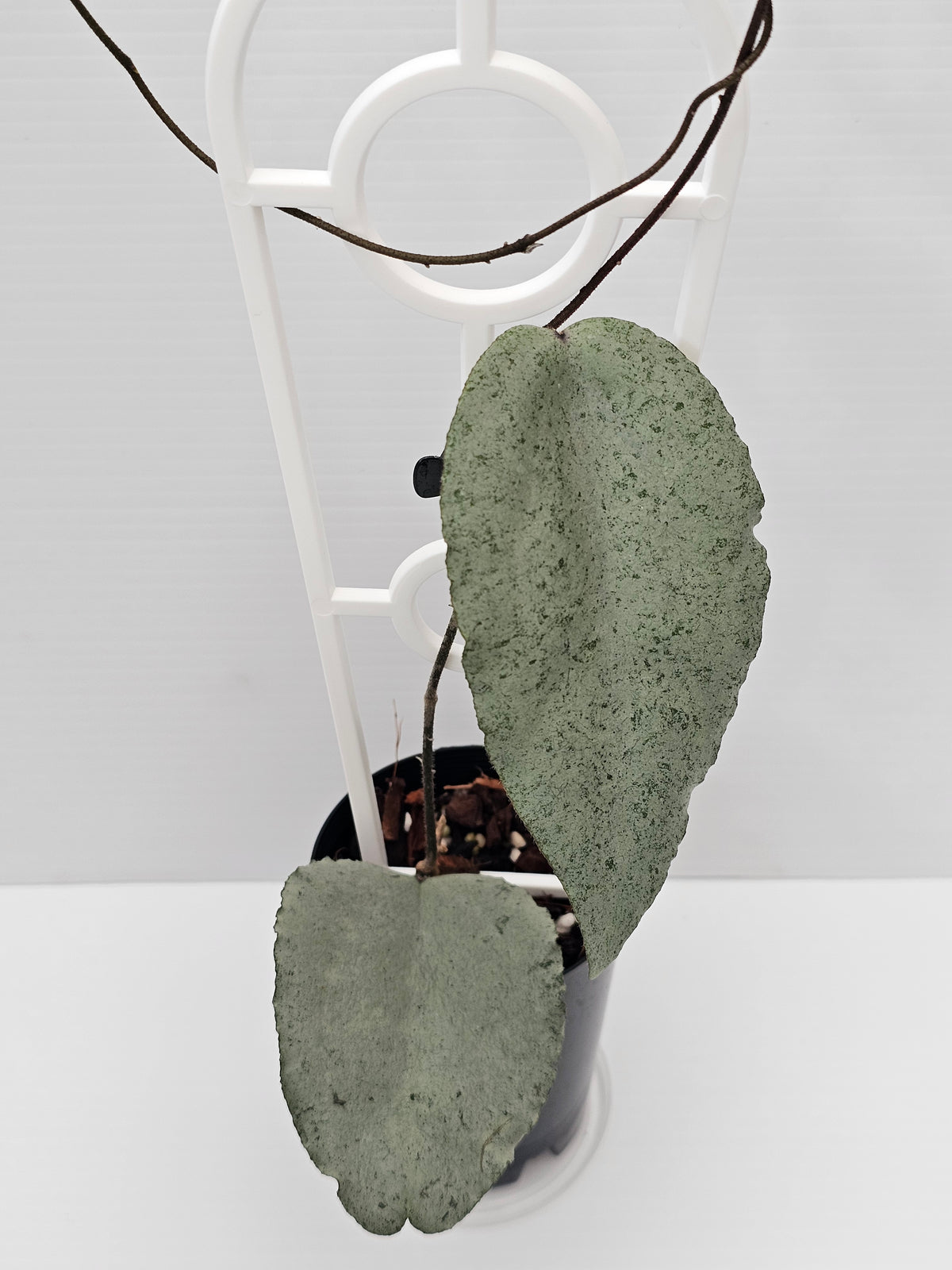 Hoya caudata  'Argene' (Full Silver)