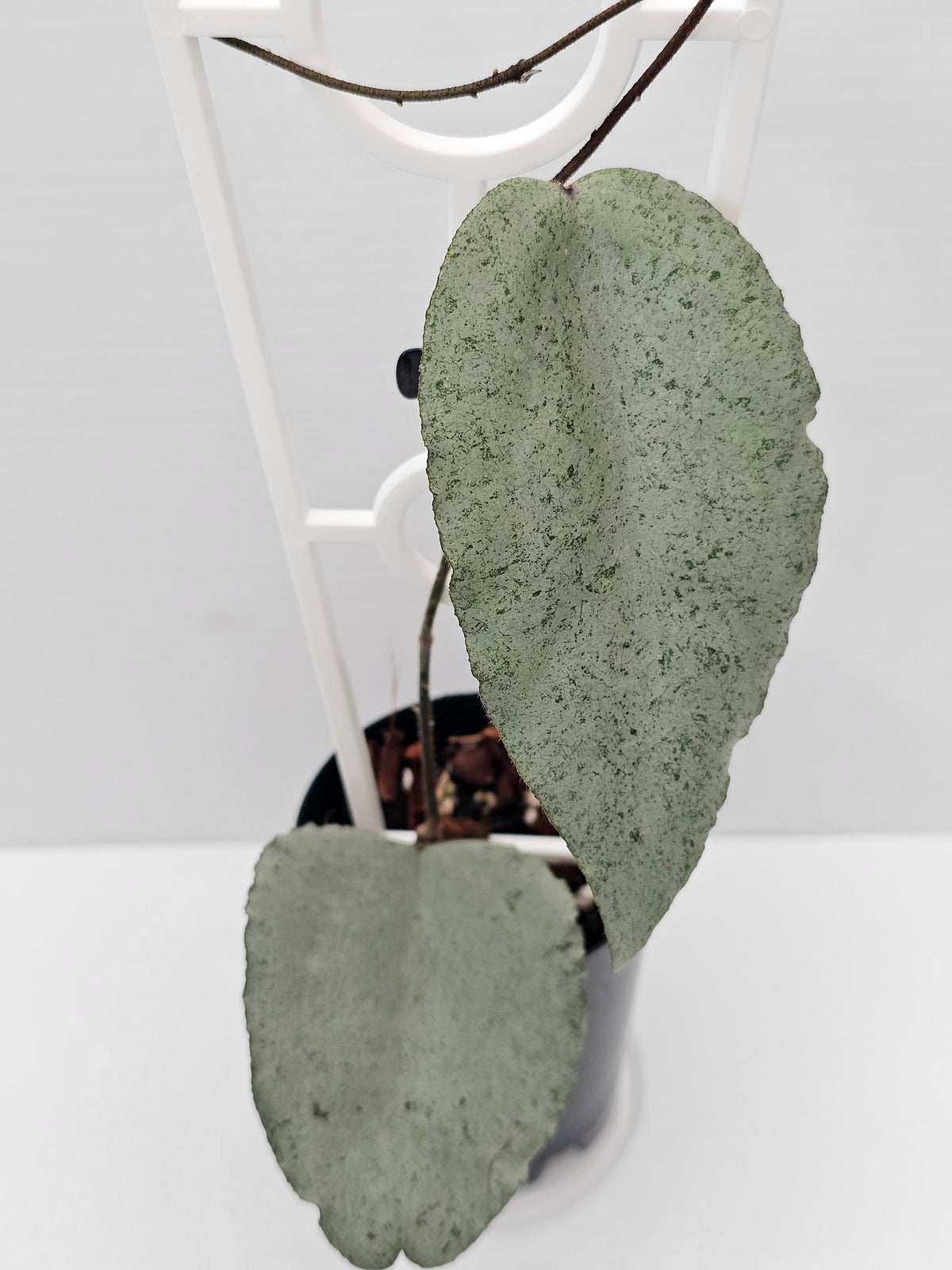 Hoya caudata  'Argene' (Full Silver)