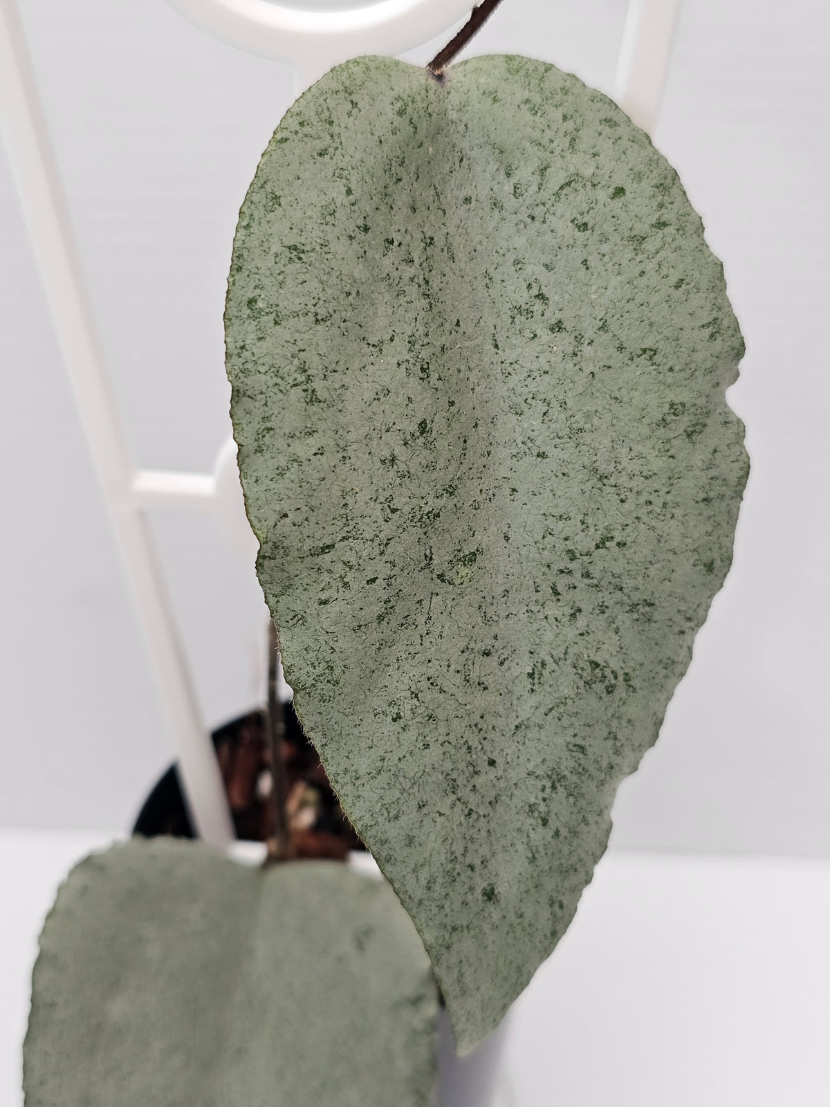 Hoya caudata  'Argene' (Full Silver)