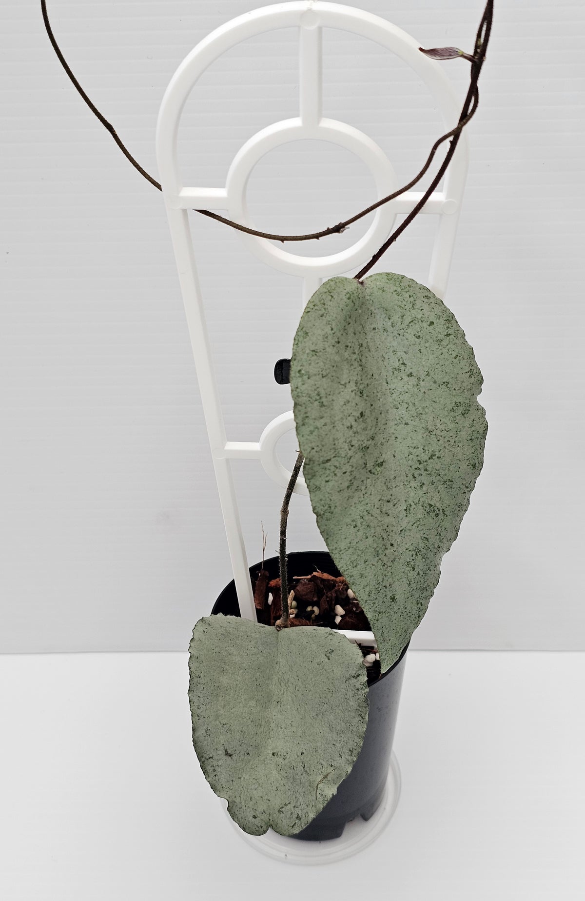 Hoya caudata  'Argene' (Full Silver)