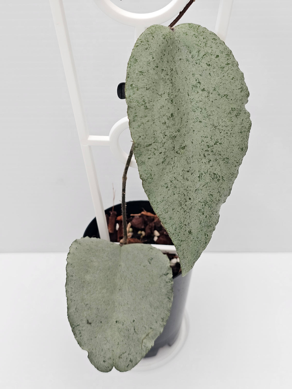 Hoya caudata  'Argene' (Full Silver)