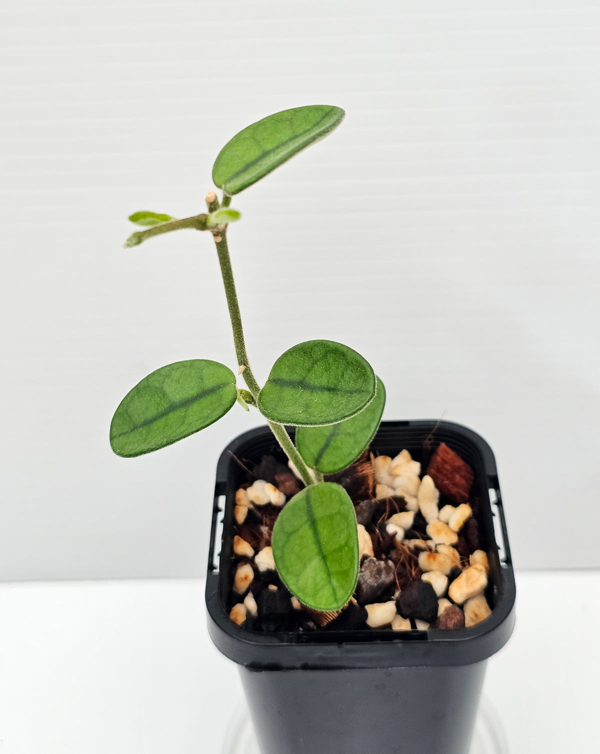 Hoya sichuanensis
