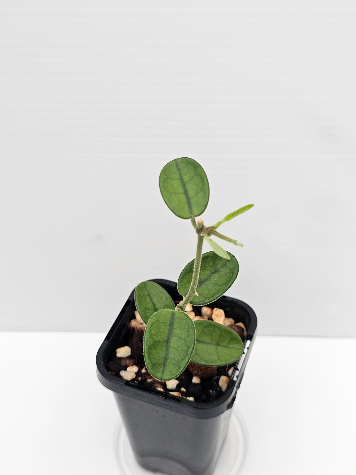 Hoya sichuanensis