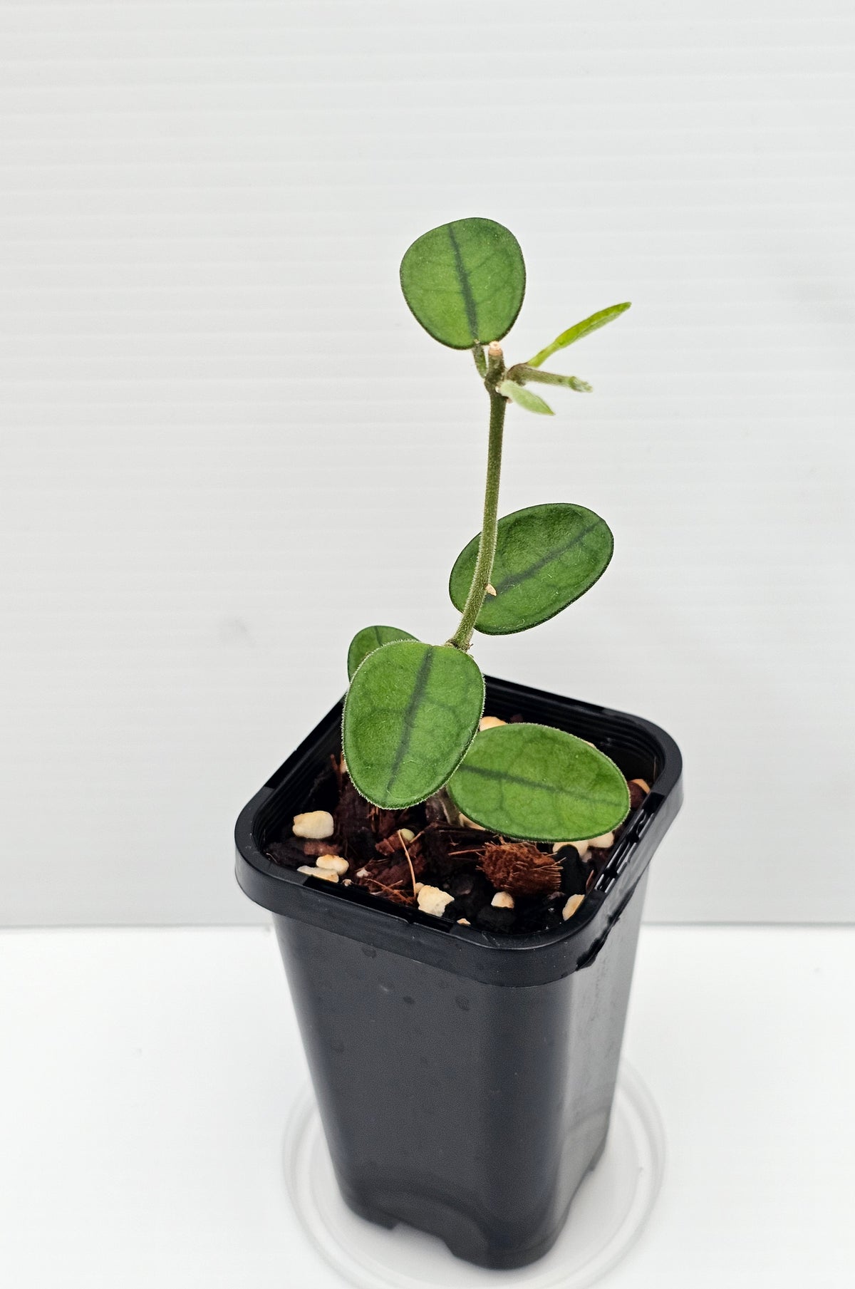 Hoya sichuanensis