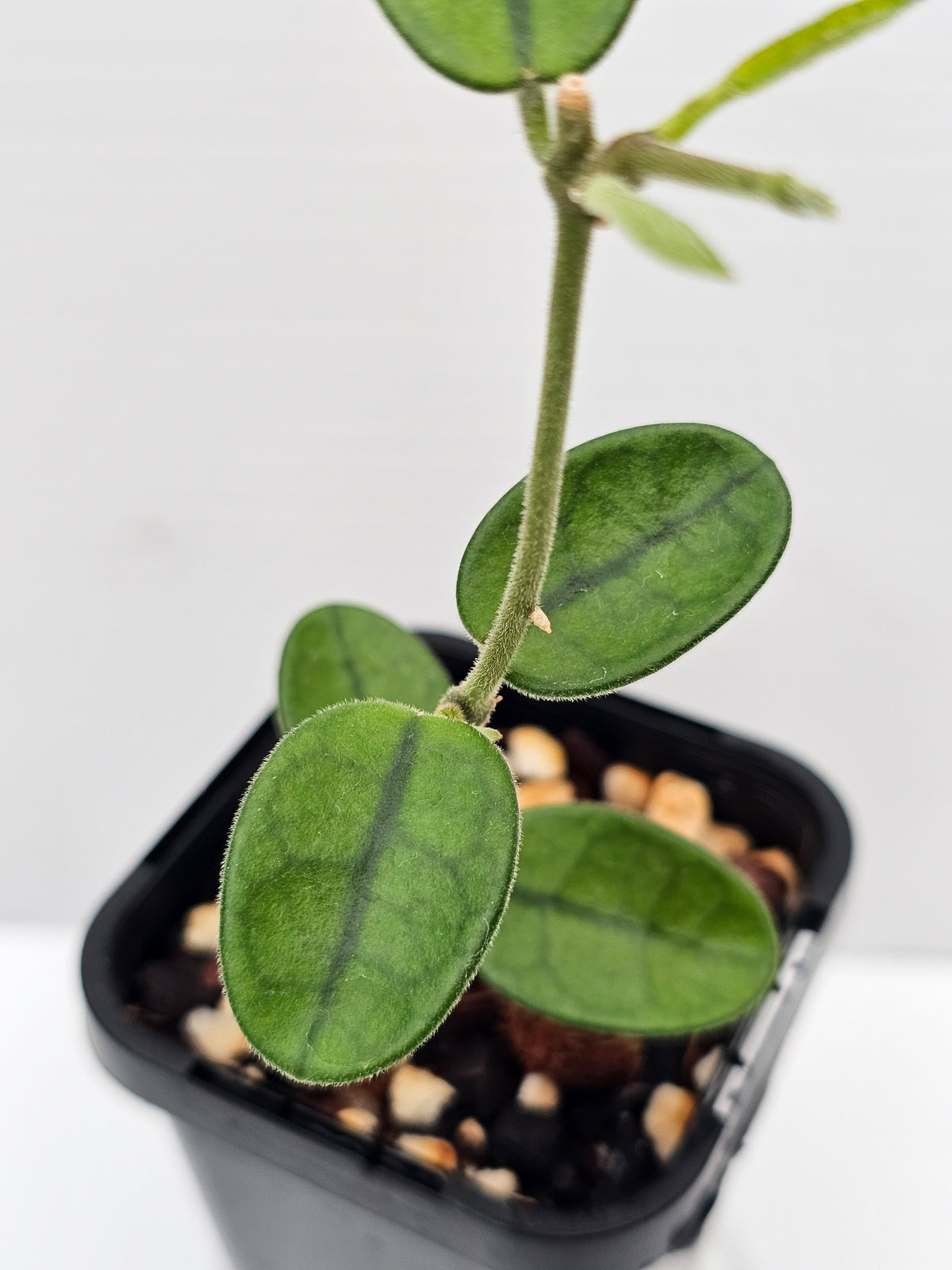Hoya sichuanensis