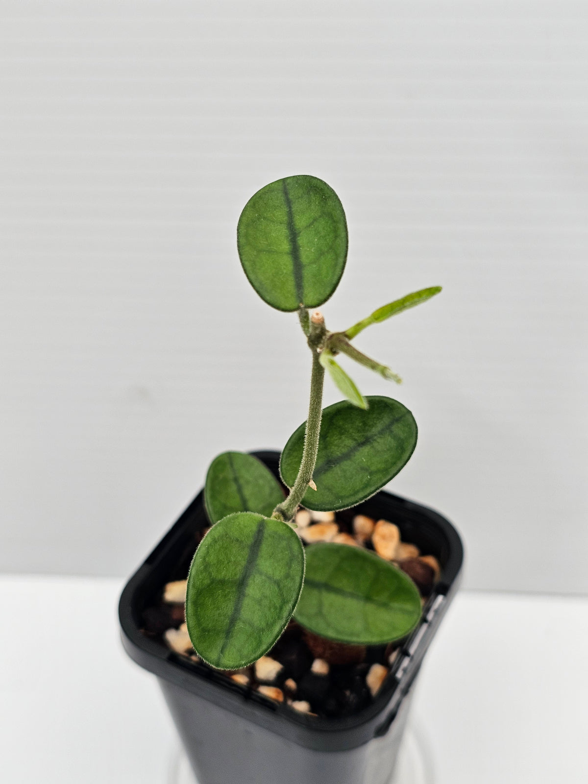Hoya sichuanensis