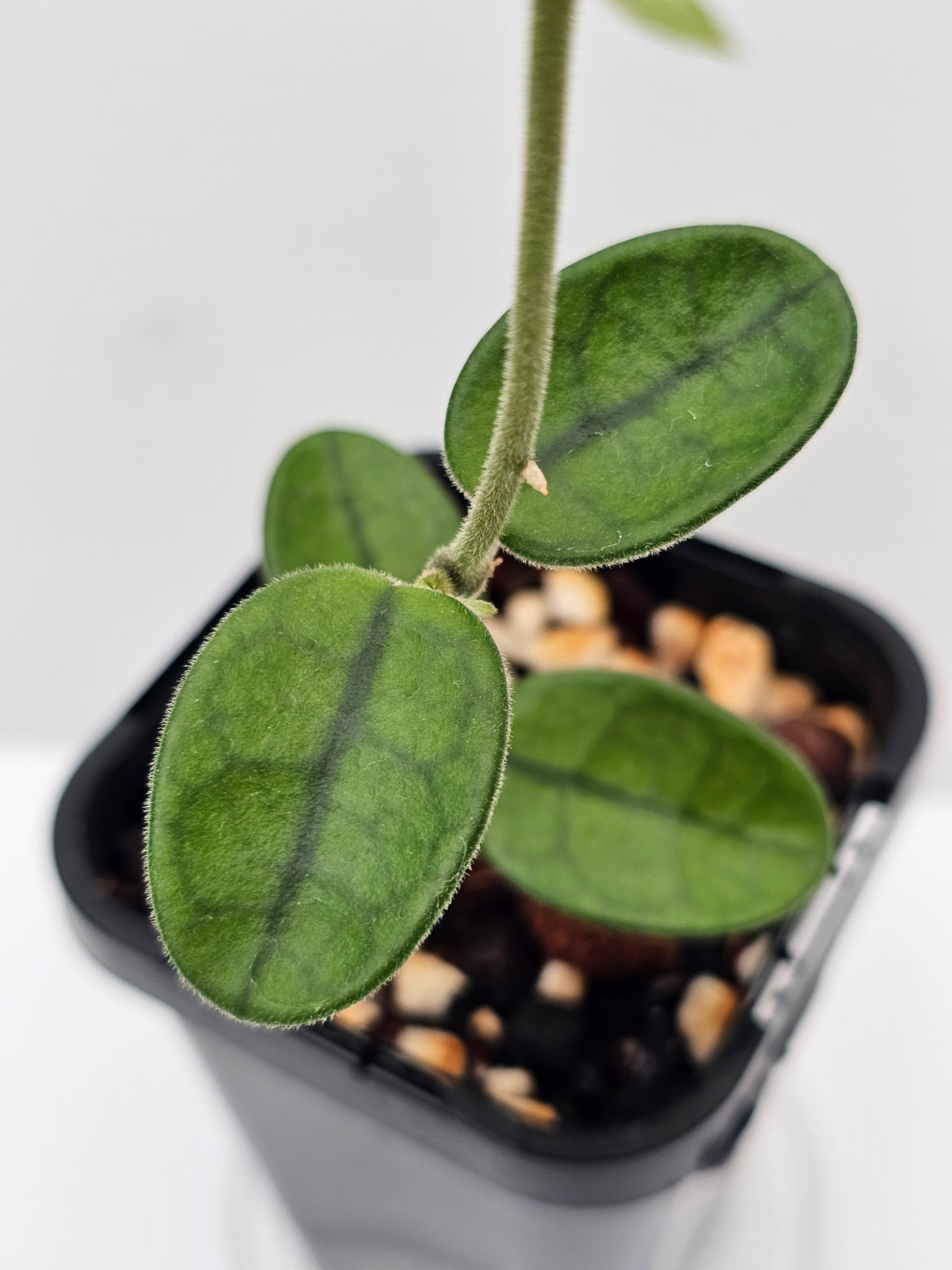 Hoya sichuanensis