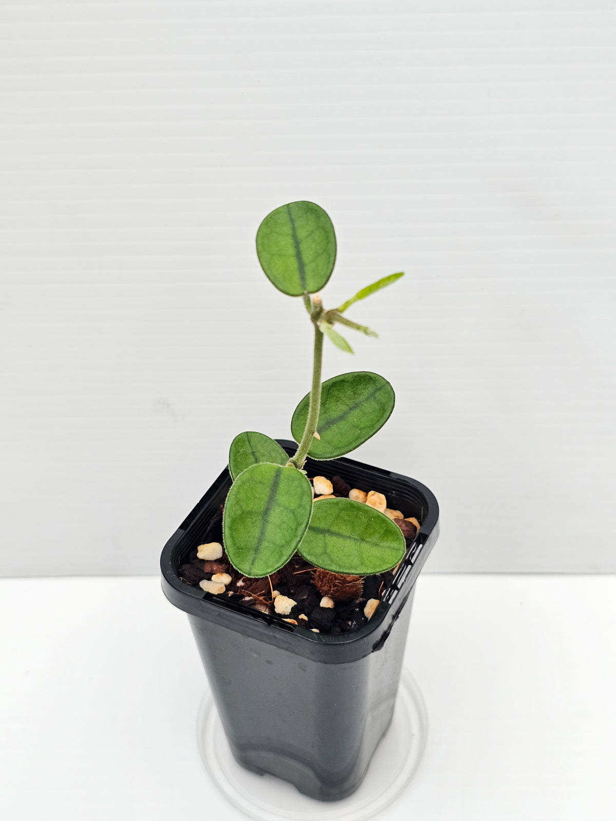 Hoya sichuanensis