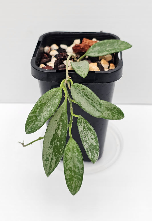 Hoya lima 'Silver' (Rare)