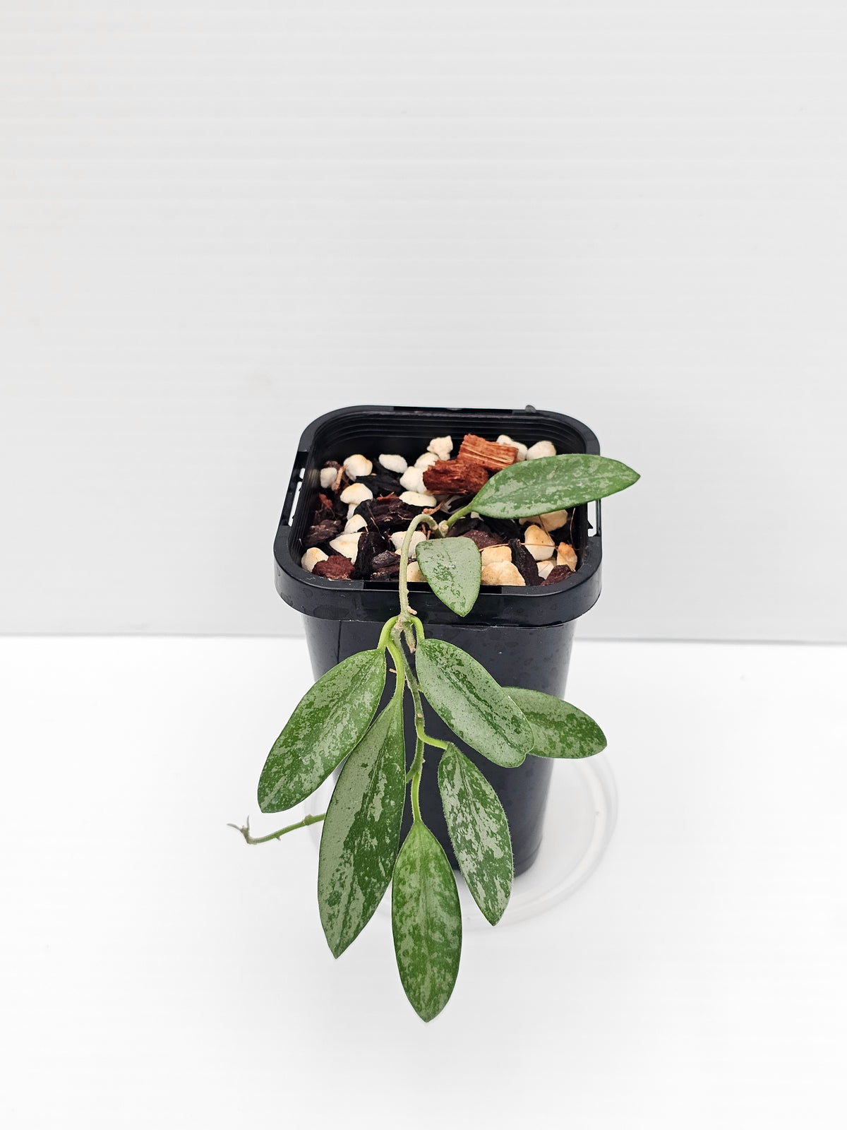Hoya lima 'Silver' (Rare)