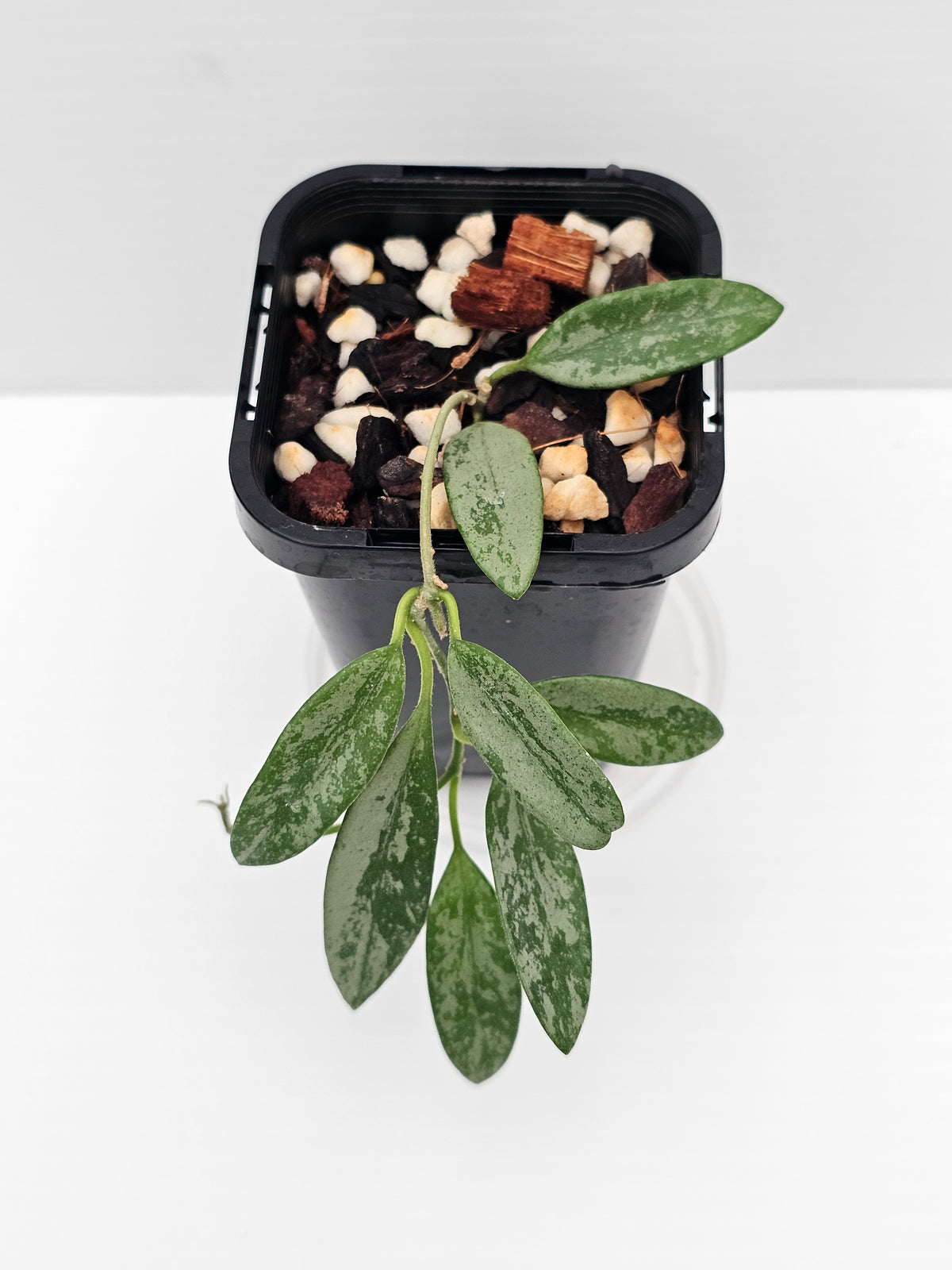 Hoya lima 'Silver' (Rare)
