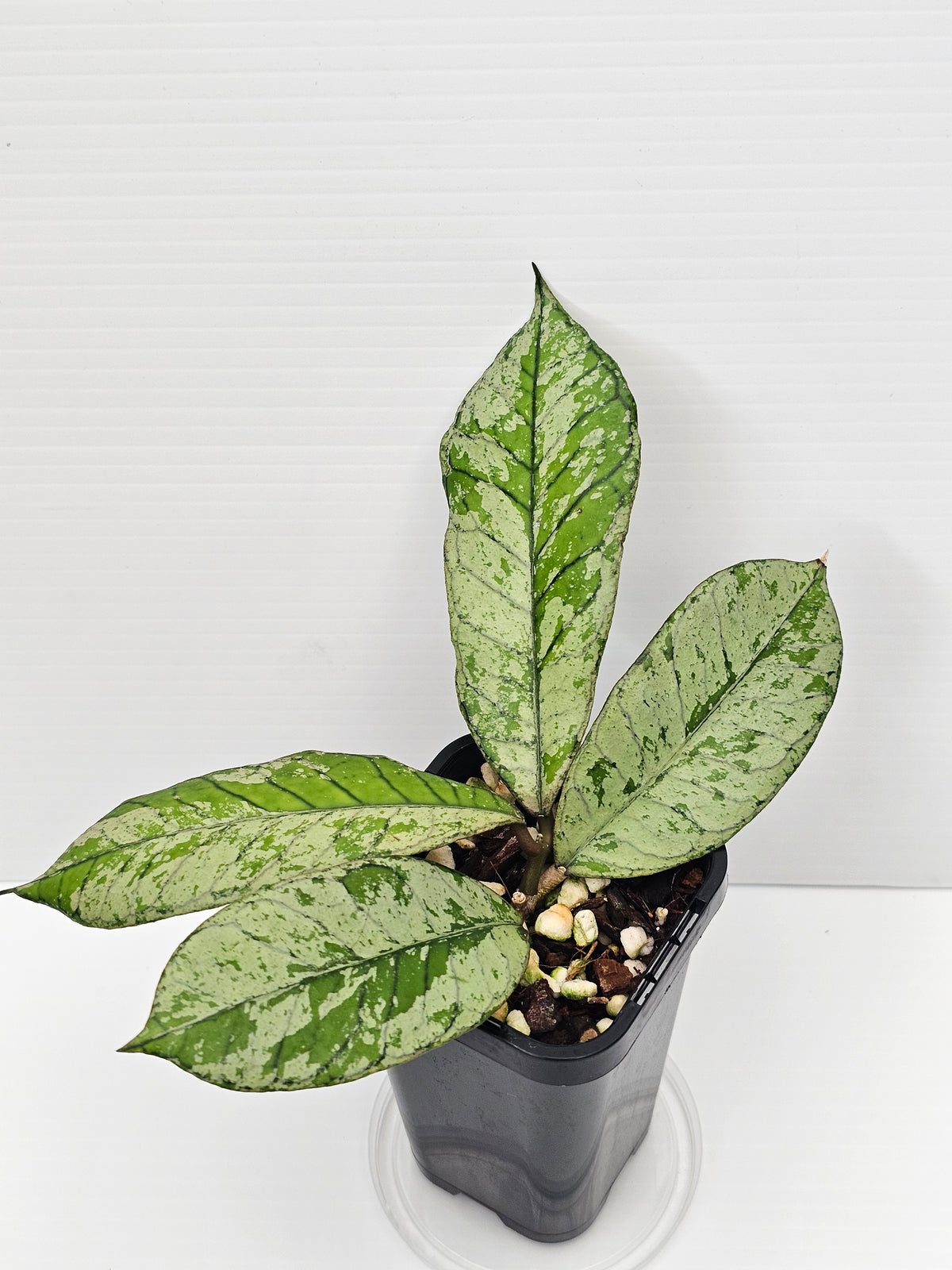 Hoya gunung gading 'Silver Ghost' Ultra Rare
