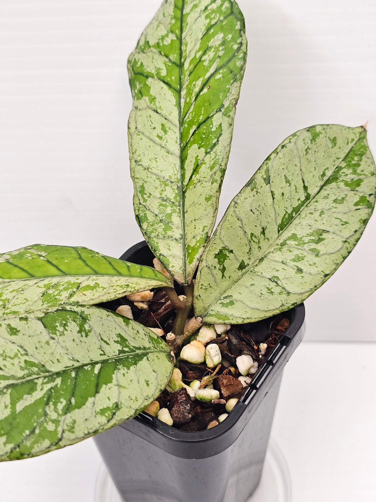 Hoya gunung gading 'Silver Ghost' Ultra Rare