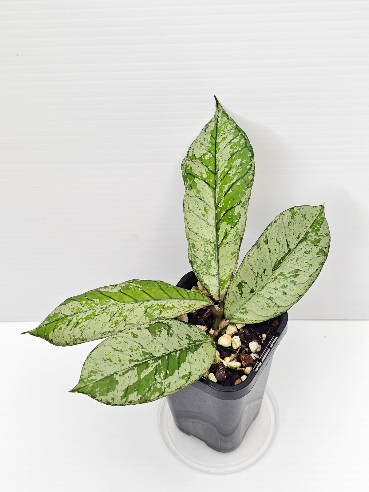 Hoya gunung gading 'Silver Ghost' Ultra Rare