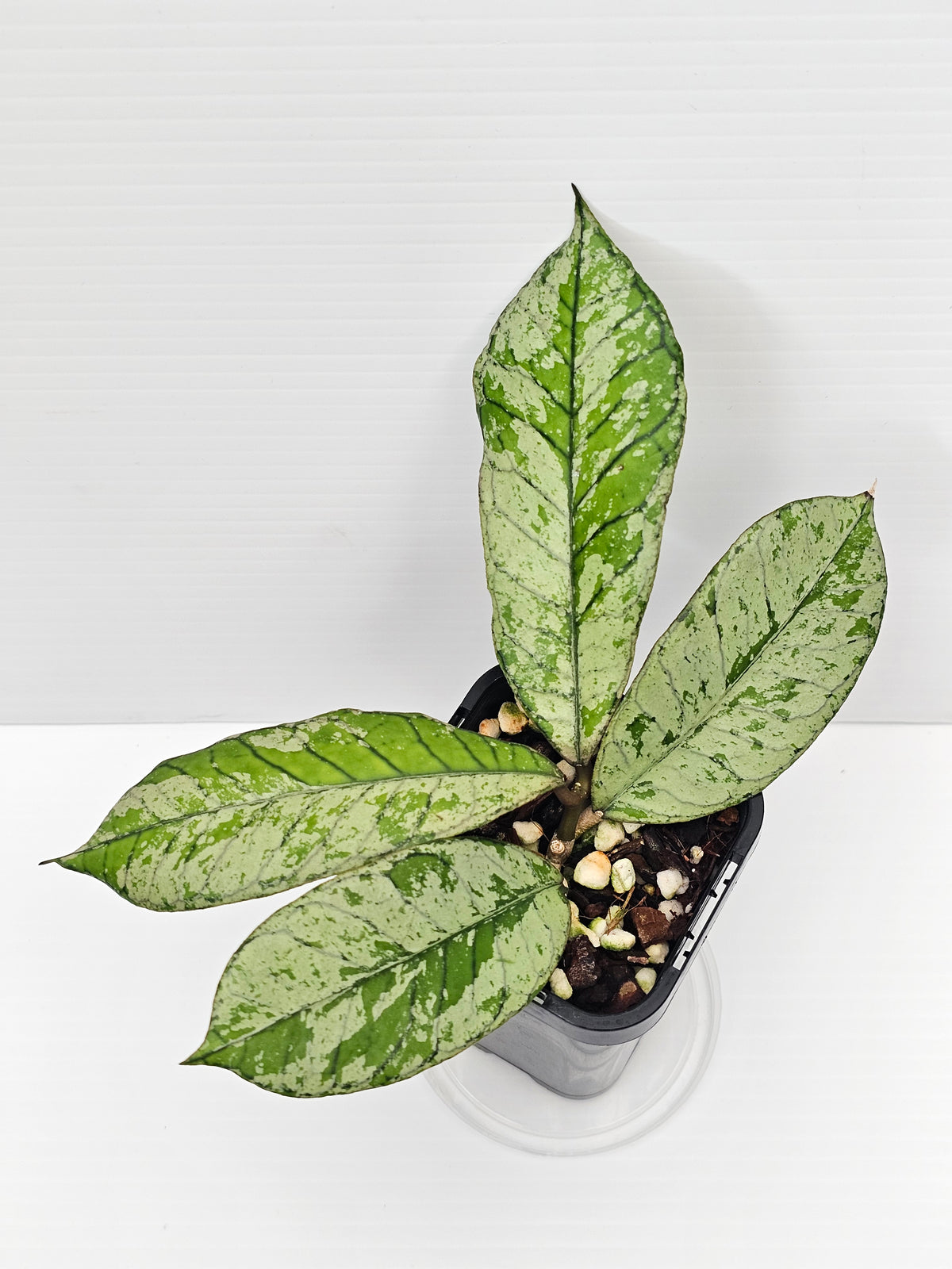 Hoya gunung gading 'Silver Ghost' Ultra Rare