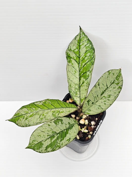 Hoya gunung gading 'Silver Ghost' Ultra Rare