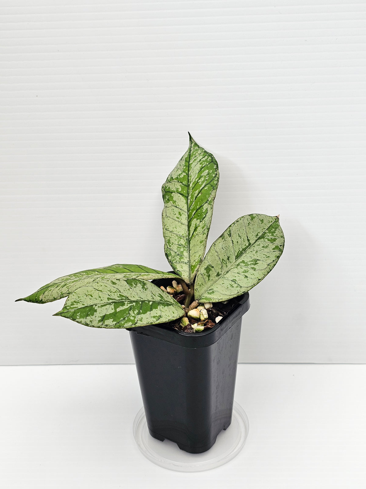 Hoya gunung gading 'Silver Ghost' Ultra Rare