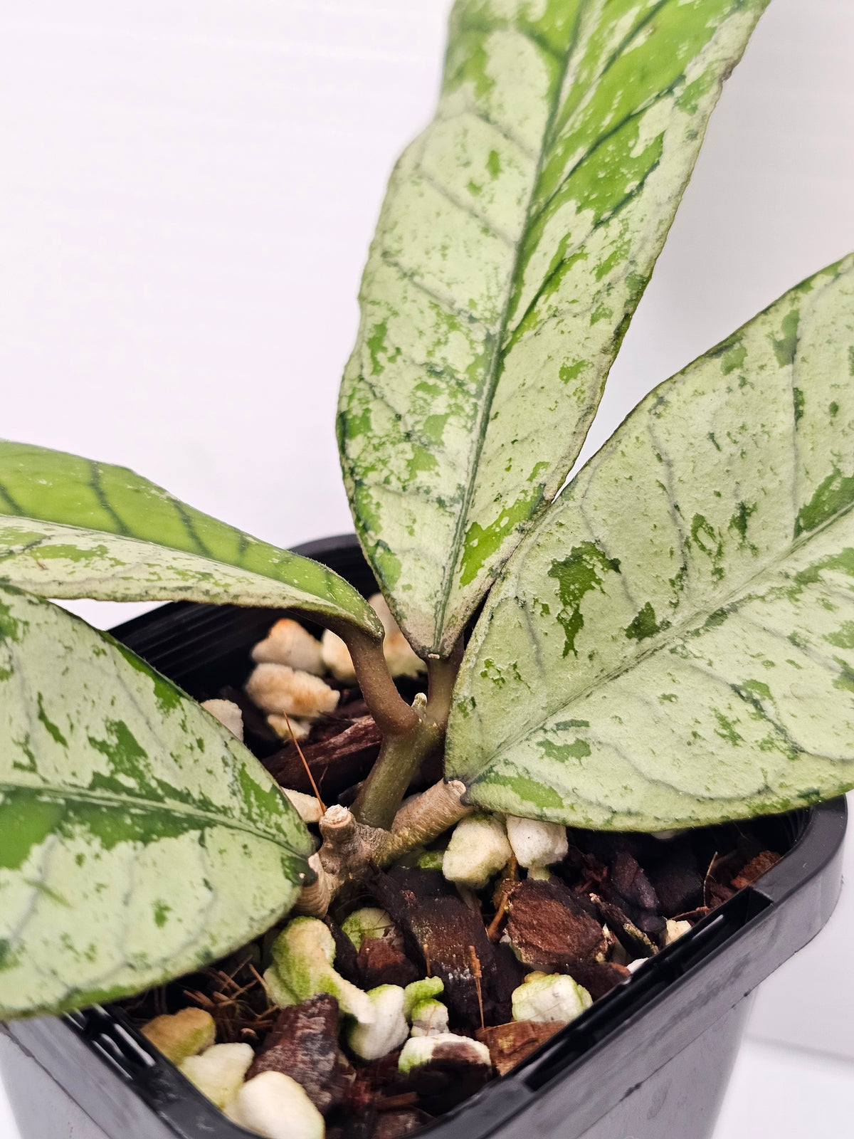 Hoya gunung gading 'Silver Ghost' Ultra Rare