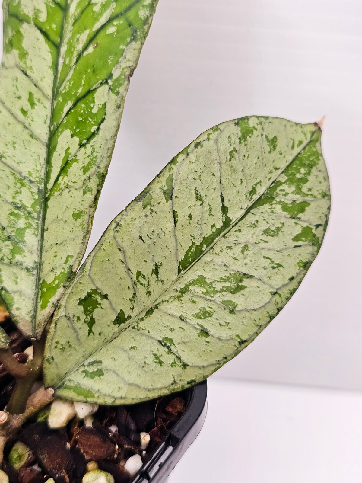 Hoya gunung gading 'Silver Ghost' Ultra Rare