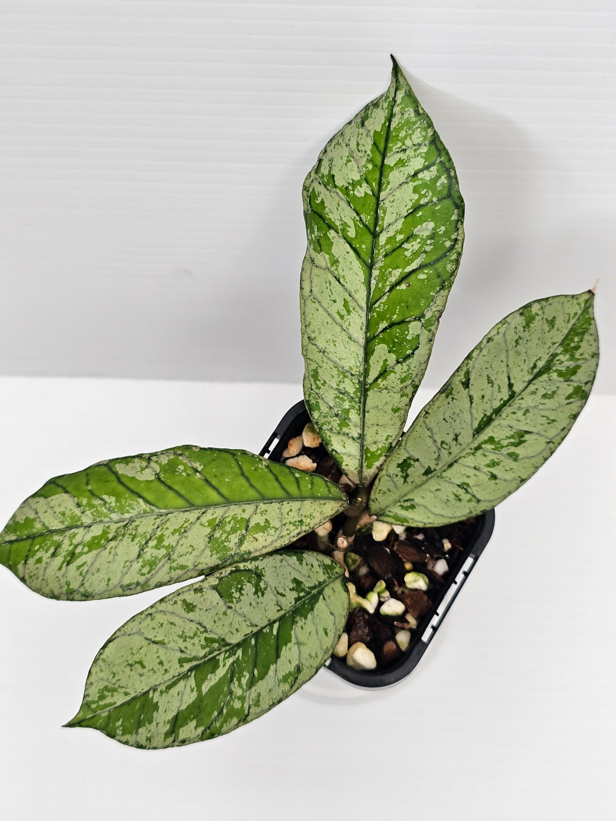 Hoya gunung gading 'Silver Ghost' Ultra Rare