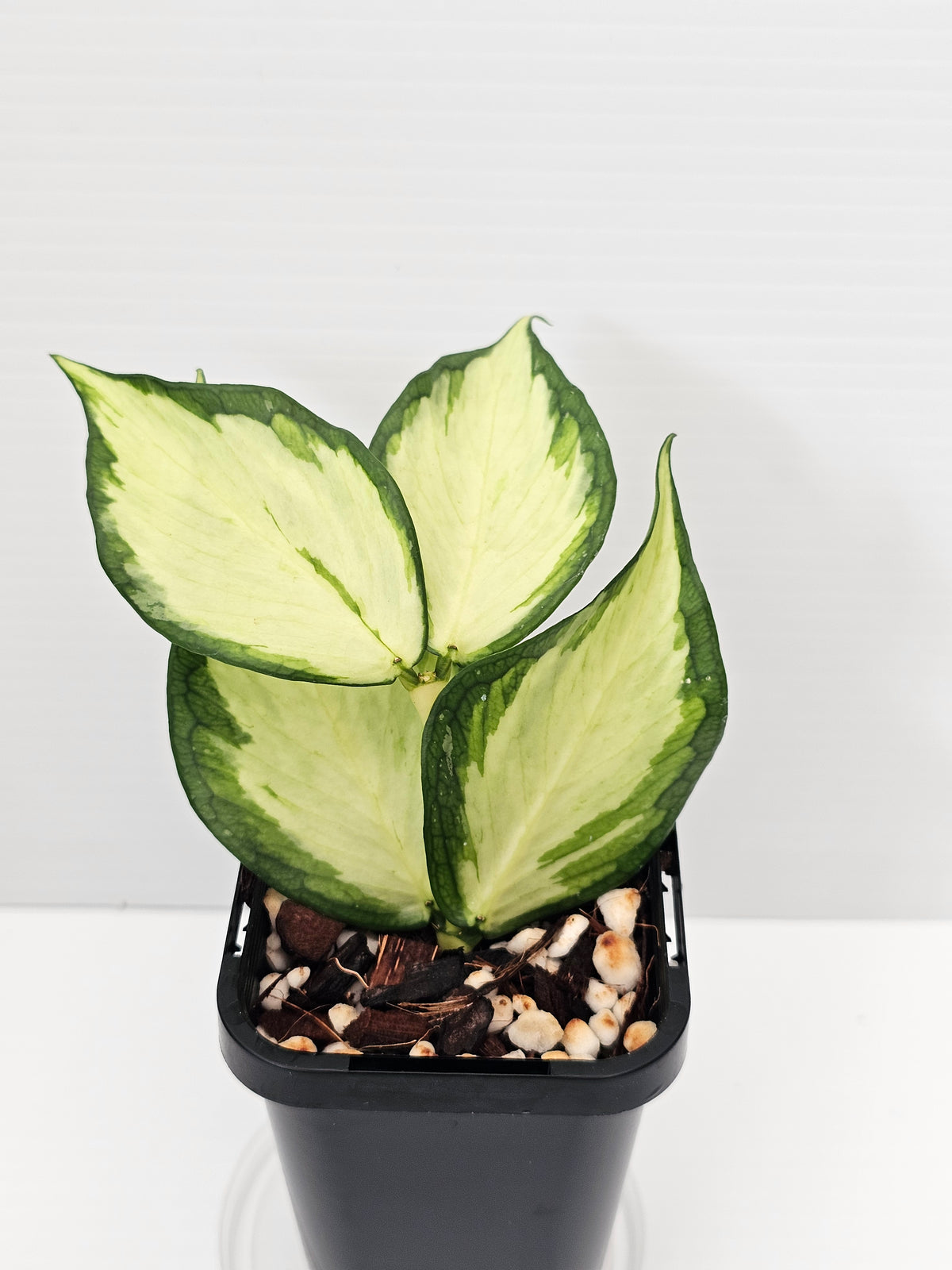 Hoya polyneura 'Inner Variegated'