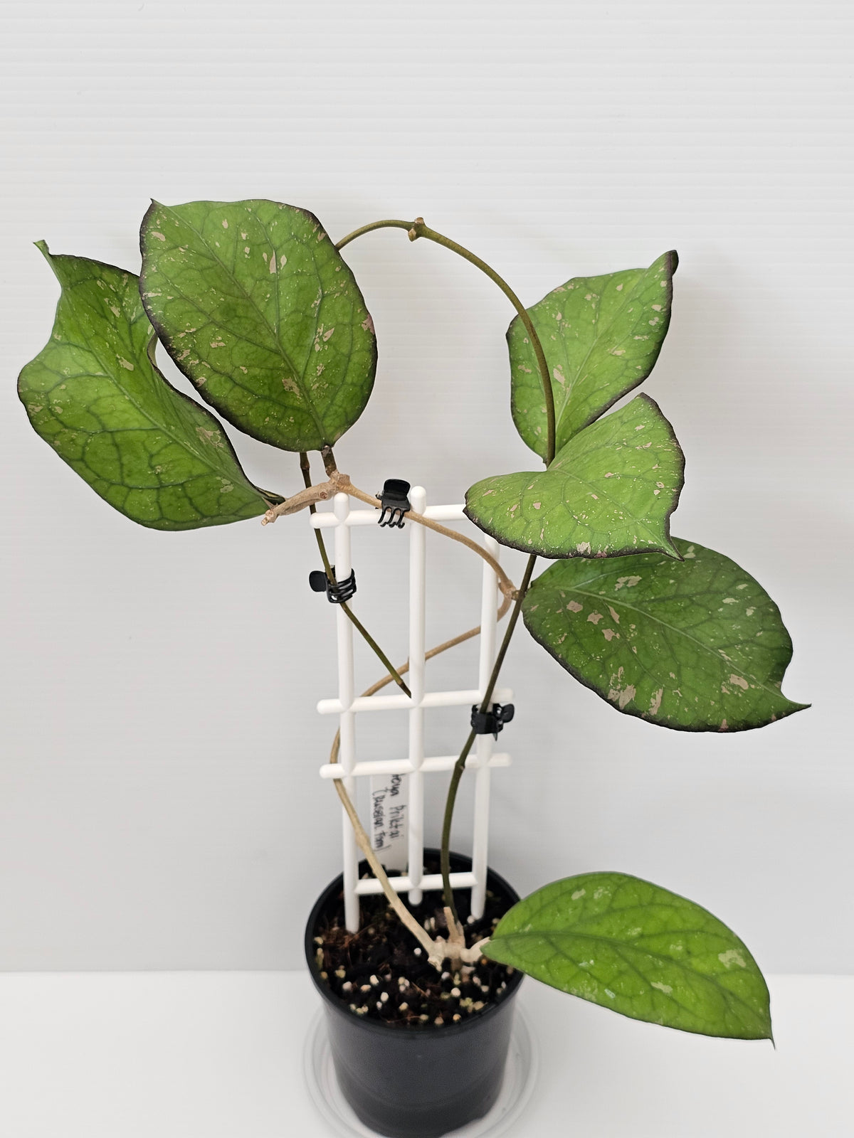 Hoya priktai  (Russian Form)