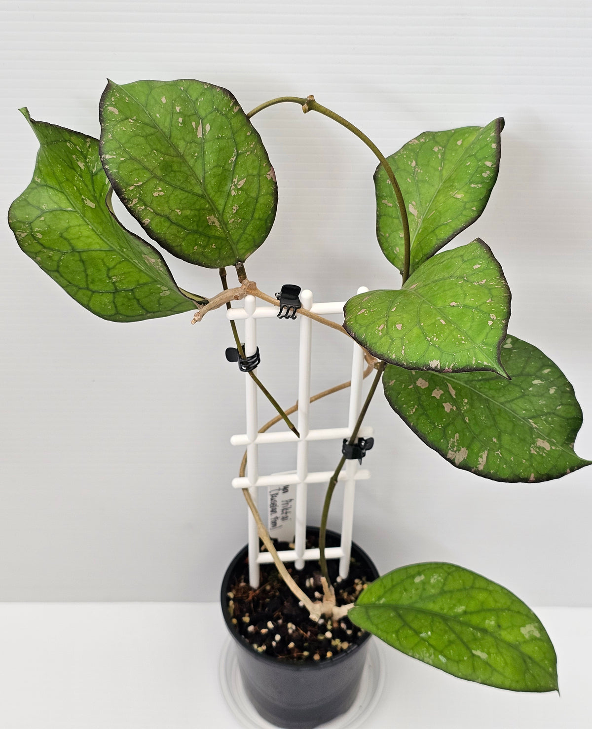 Hoya priktai  (Russian Form)