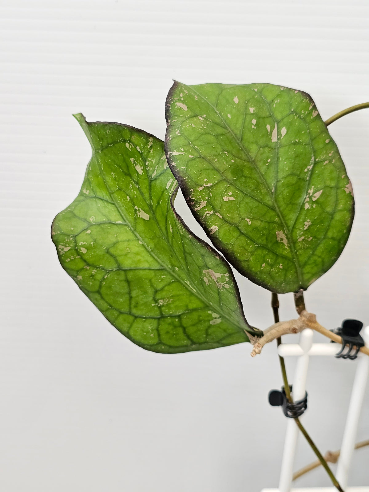 Hoya priktai  (Russian Form)