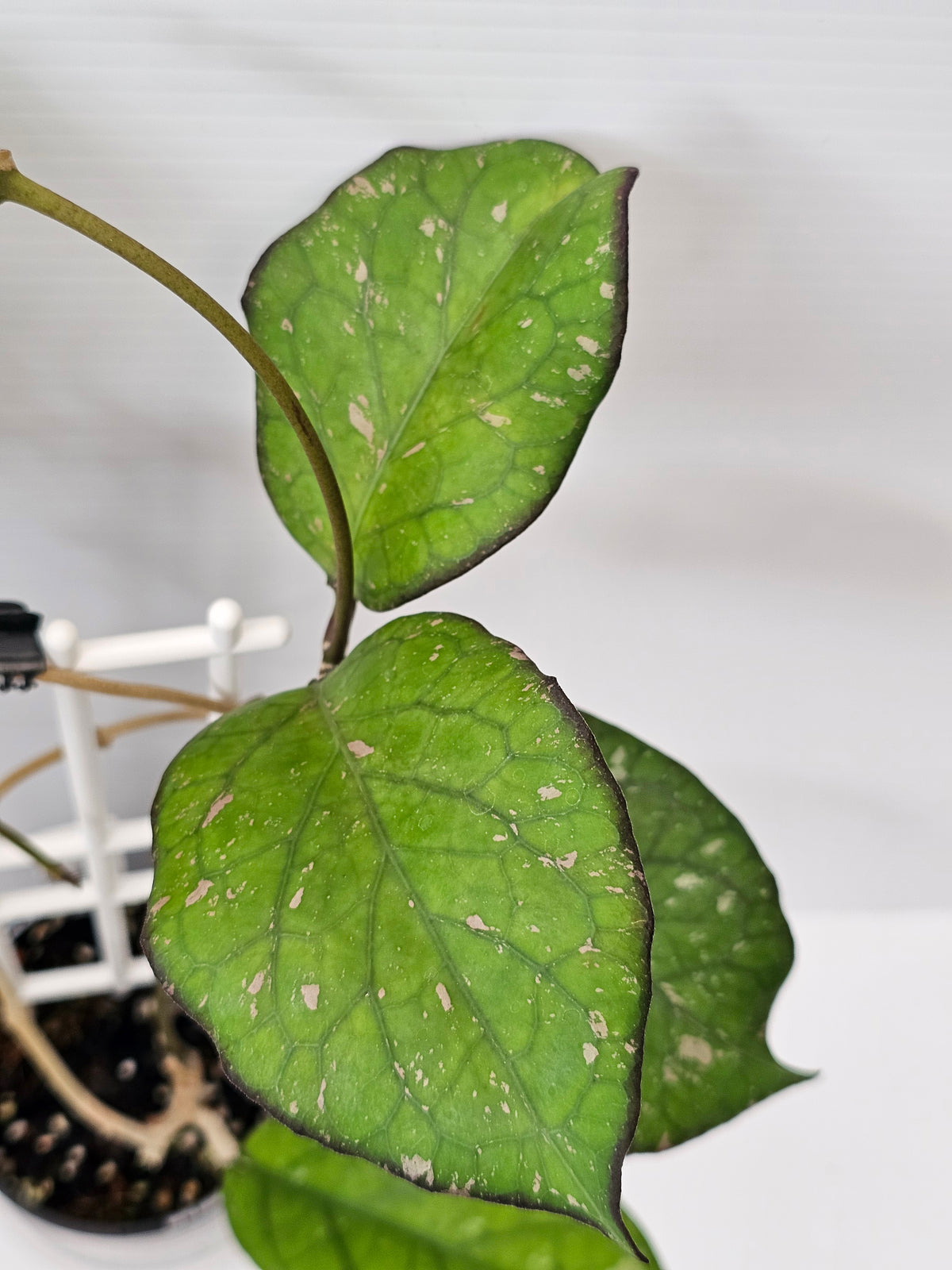 Hoya priktai  (Russian Form)