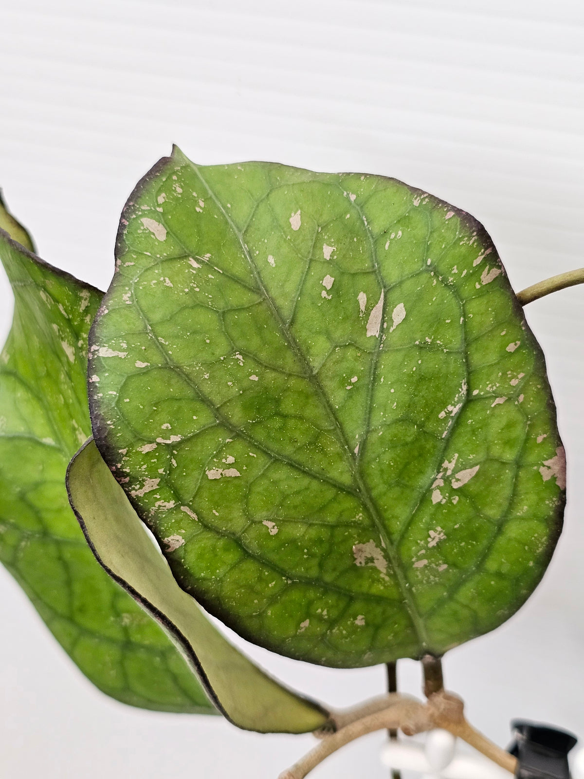 Hoya priktai  (Russian Form)