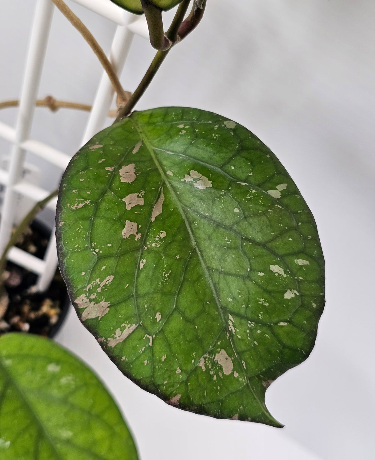 Hoya priktai  (Russian Form)