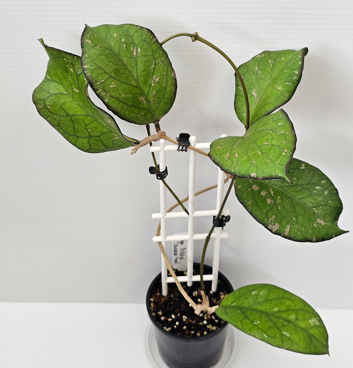 Hoya priktai  (Russian Form)