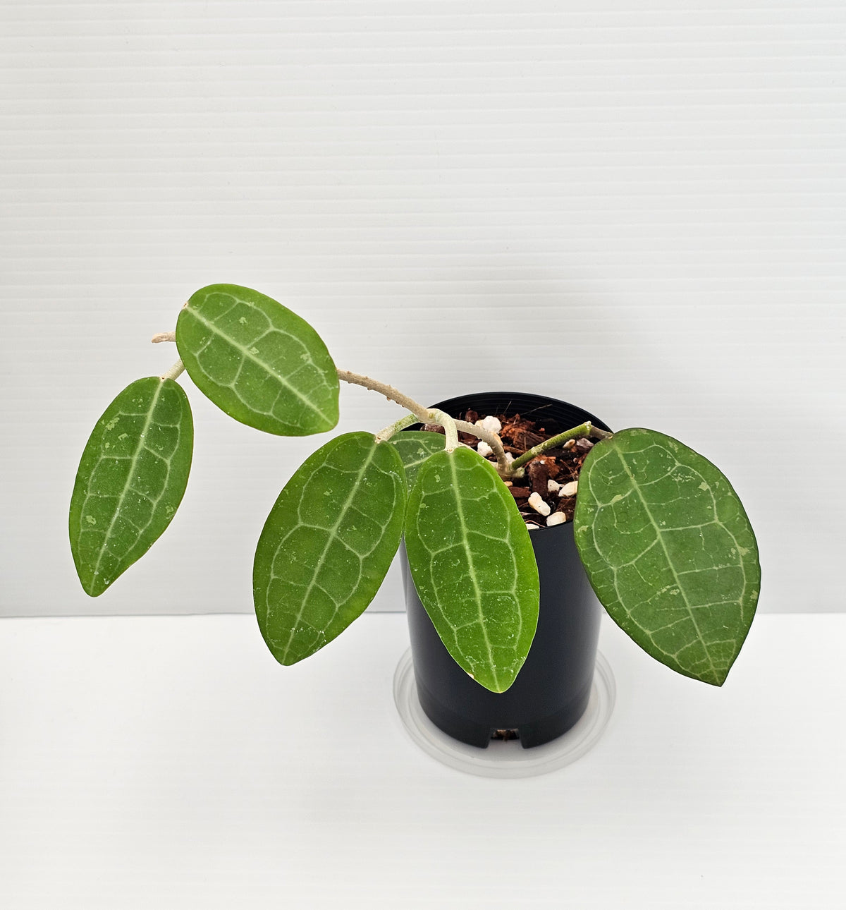 Hoya eliptica