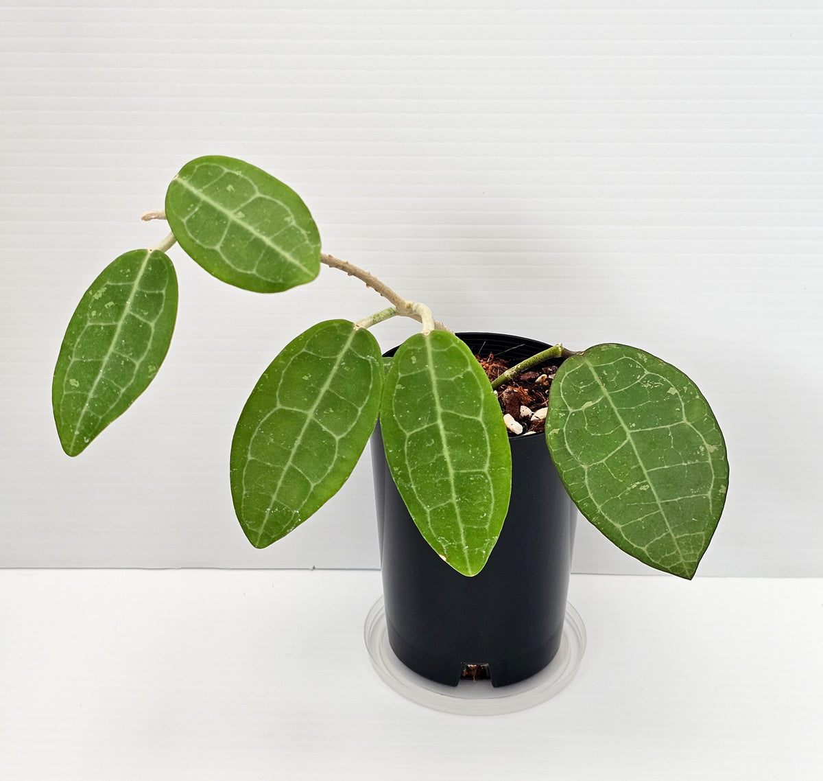 Hoya eliptica