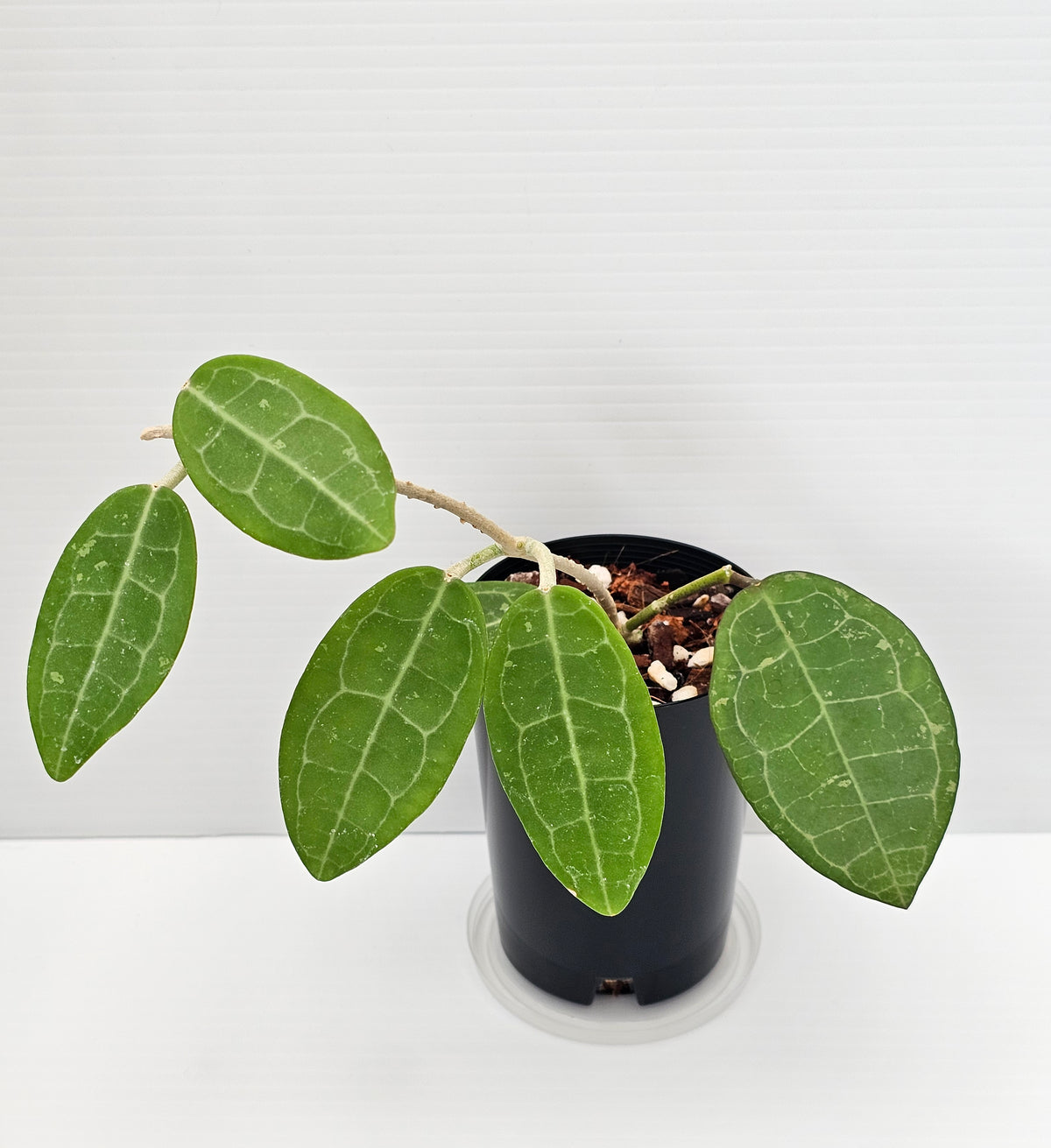 Hoya eliptica