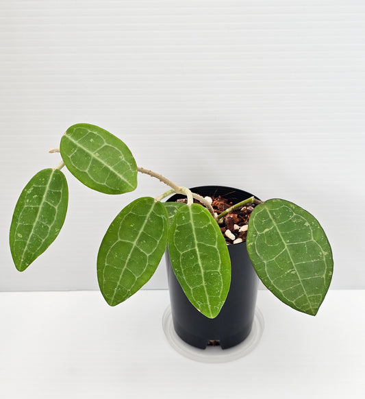 Hoya eliptica