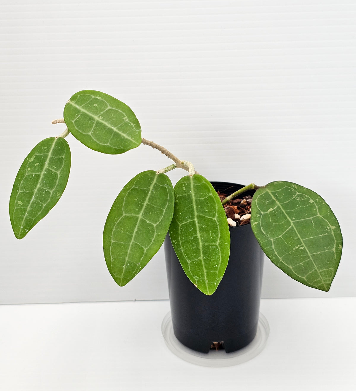 Hoya eliptica