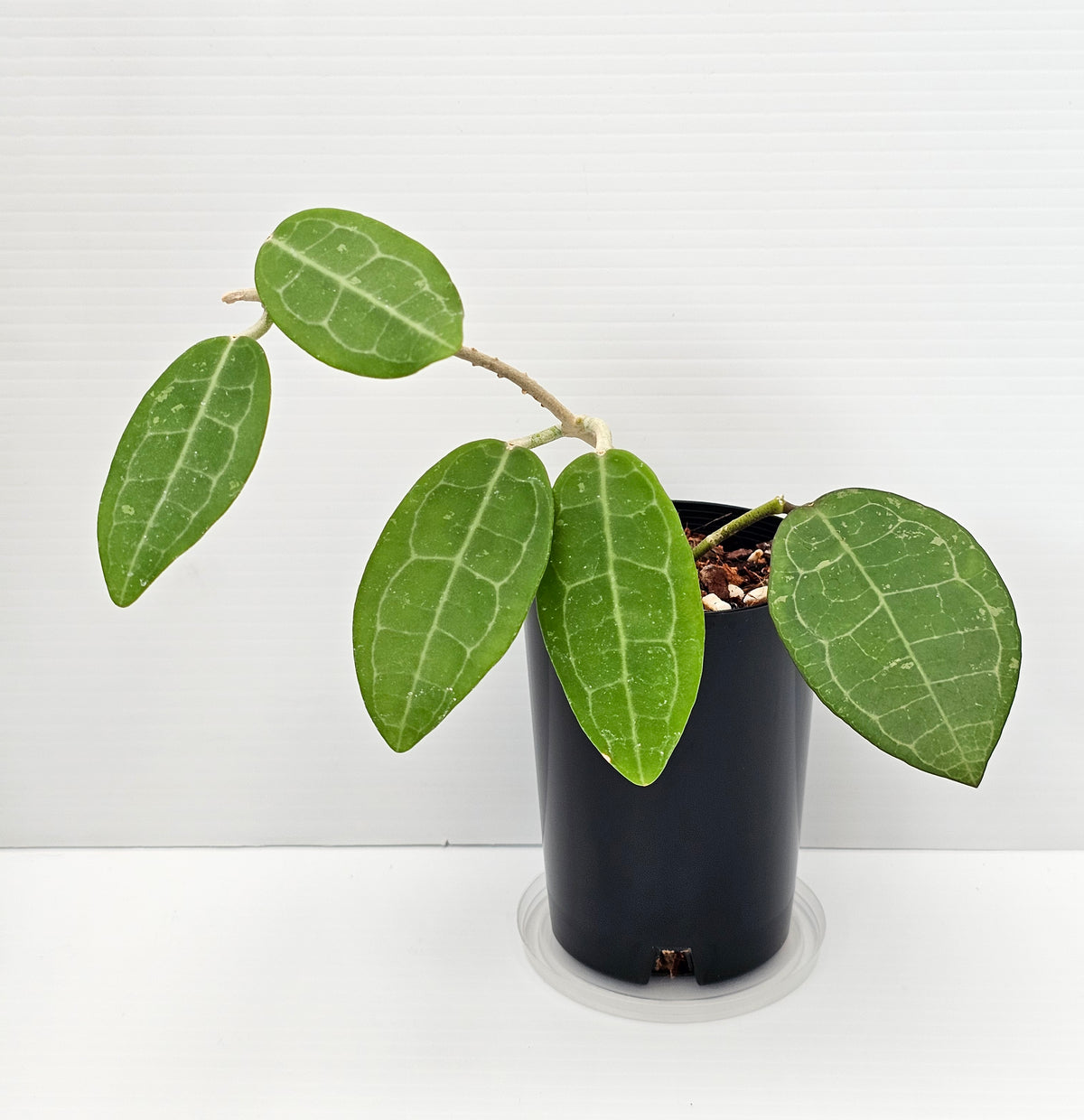 Hoya eliptica