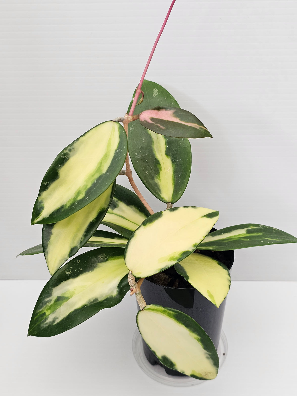 Hoya verticillata Variegata (Syn. Acuta Variegata)