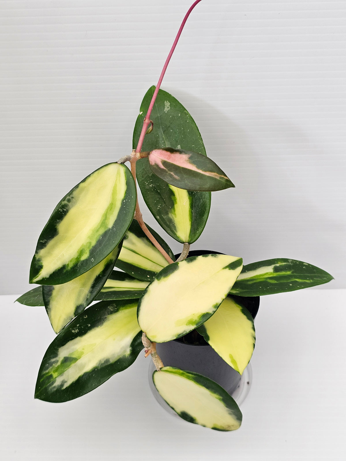 Hoya verticillata Variegata (Syn. Acuta Variegata)