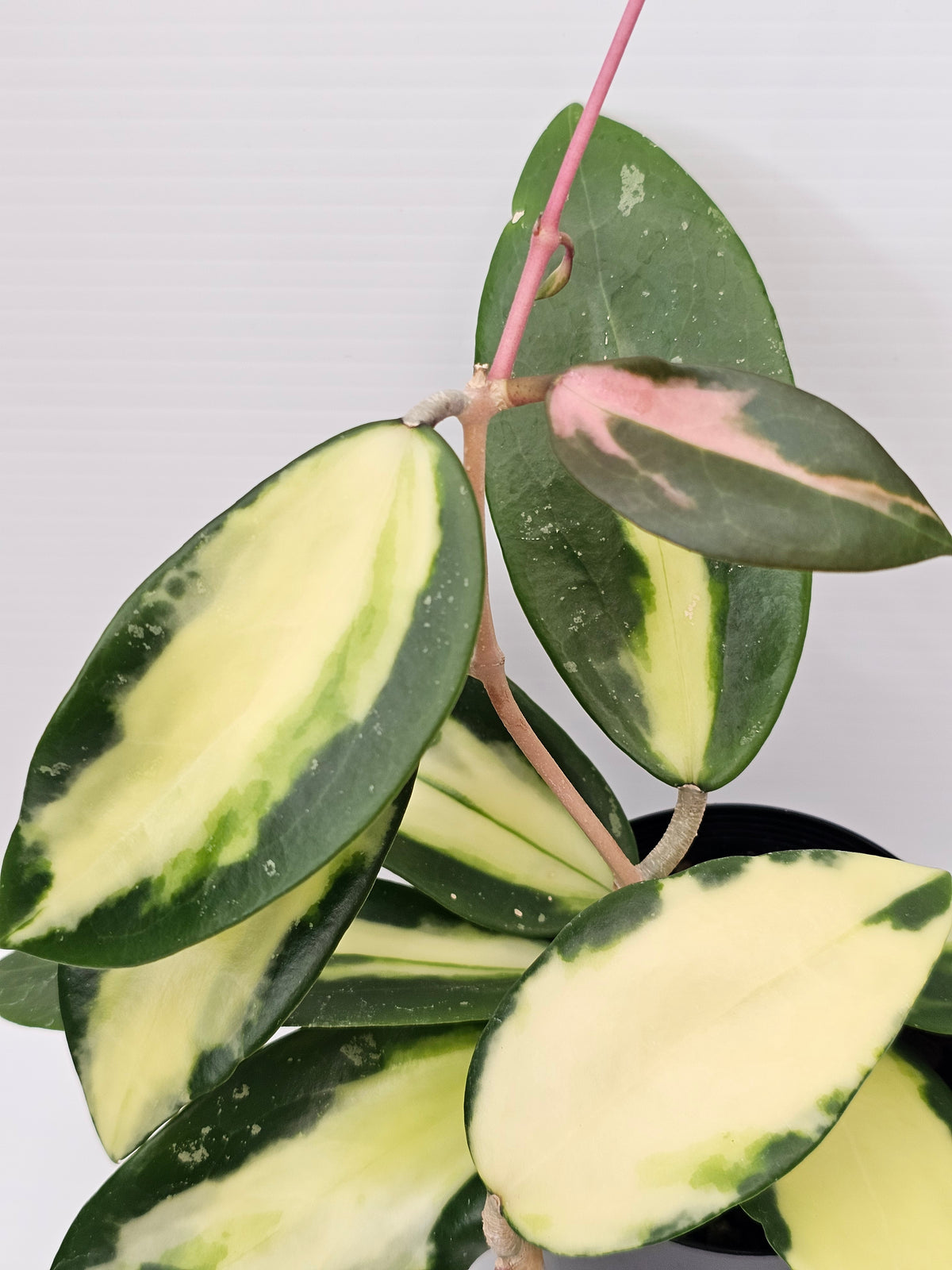 Hoya verticillata Variegata (Syn. Acuta Variegata)