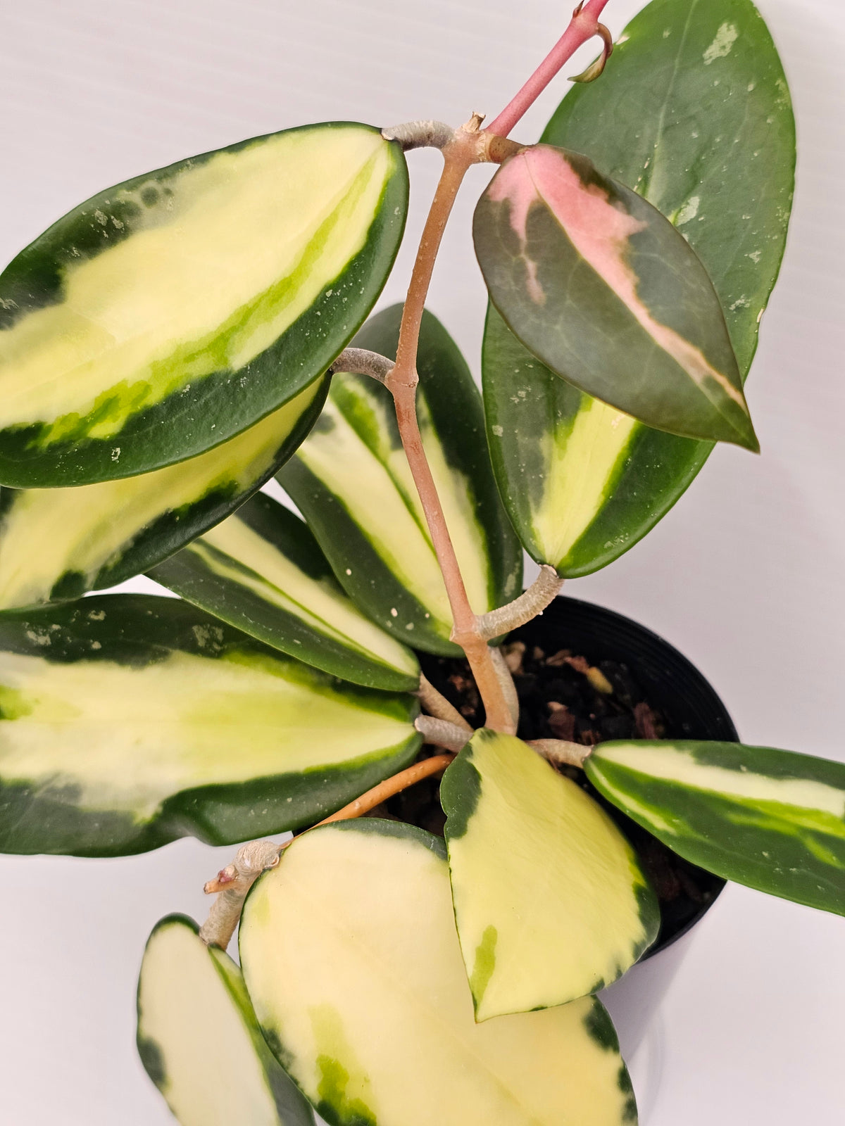 Hoya verticillata Variegata (Syn. Acuta Variegata)