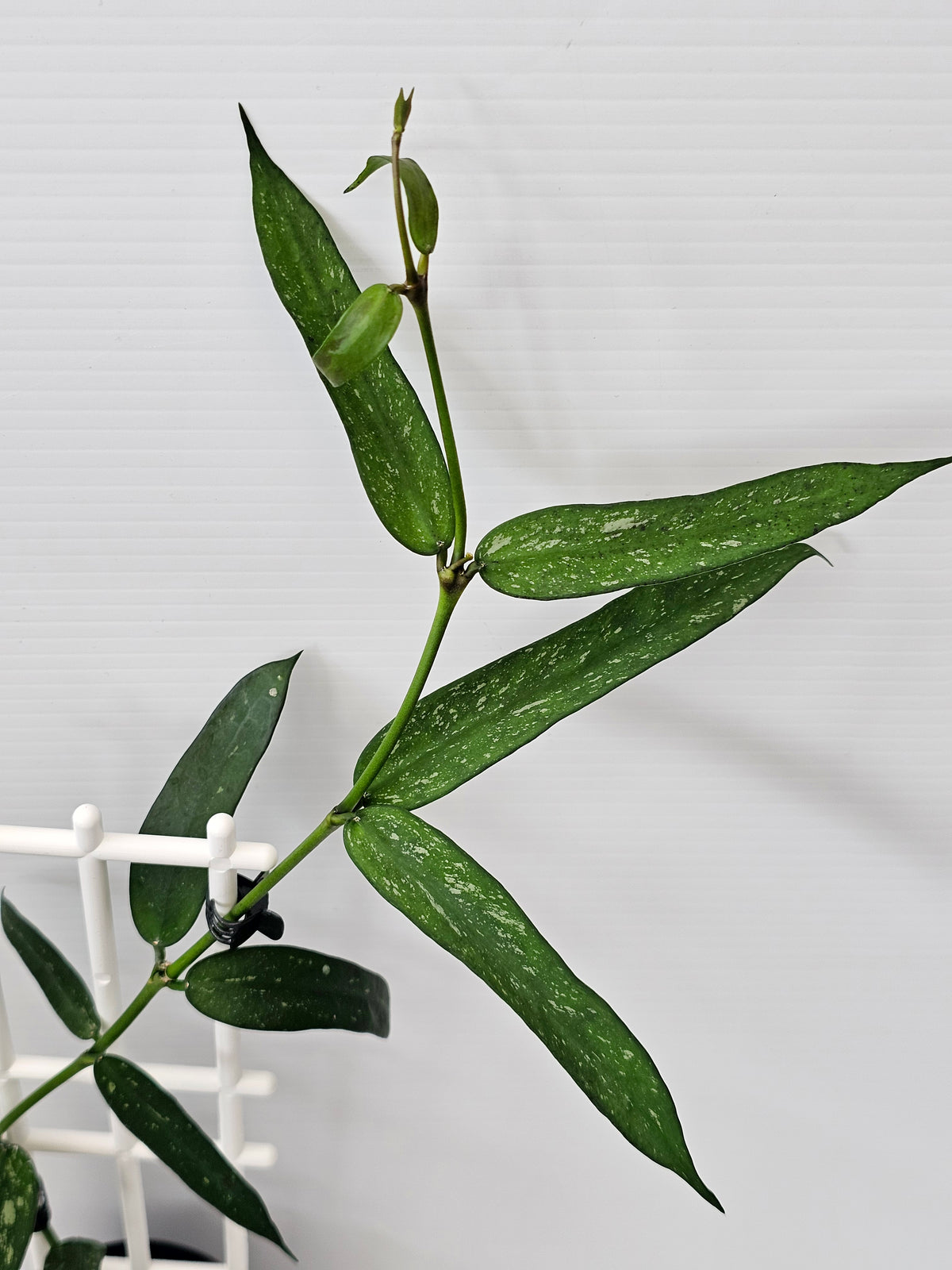 Hoya Pandurata  'Splash'