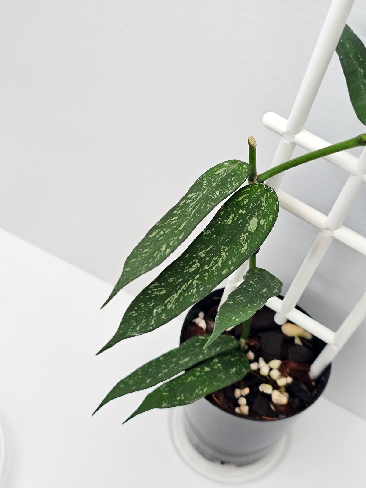 Hoya Pandurata  'Splash'