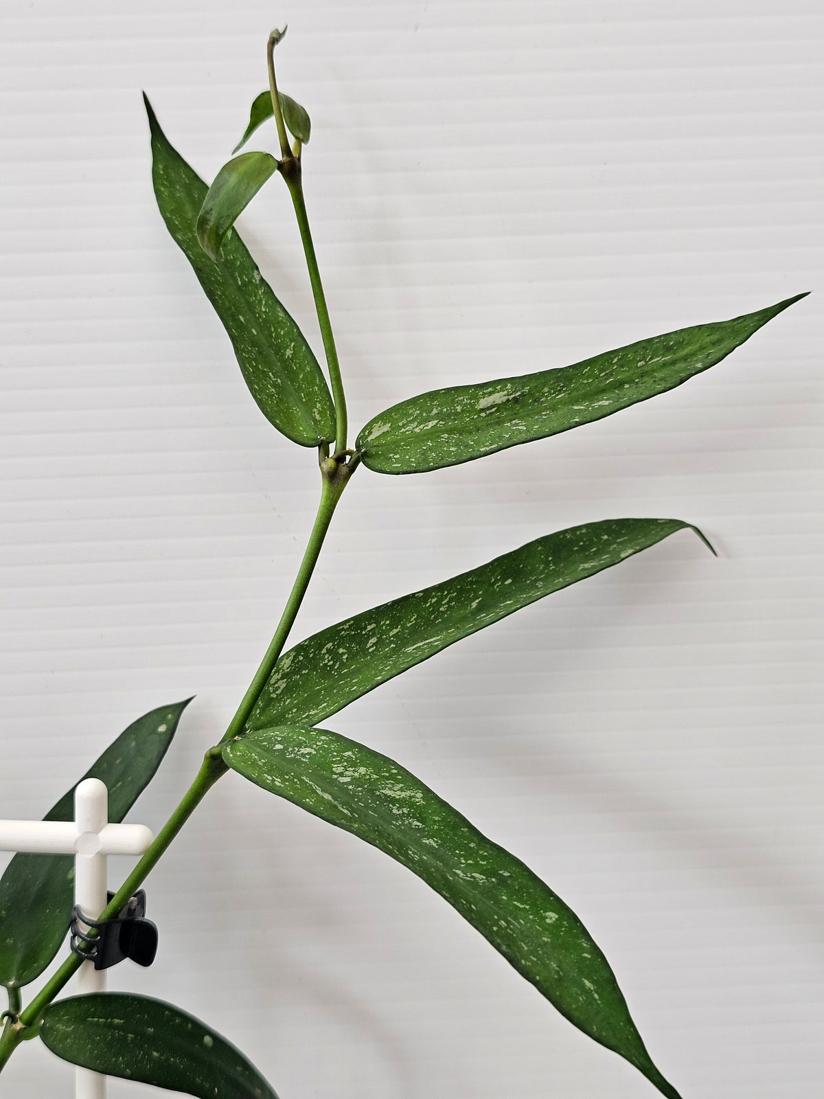 Hoya Pandurata  'Splash'