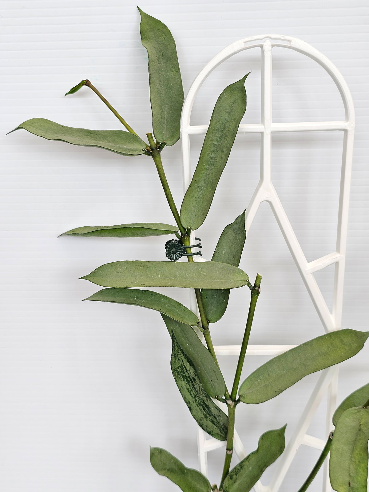 Hoya Pandurata 'Tsiang Silver'